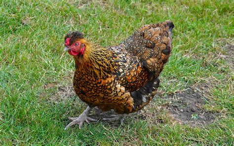 wyandotte hatching eggs|golden laced wyandotte egg laying.